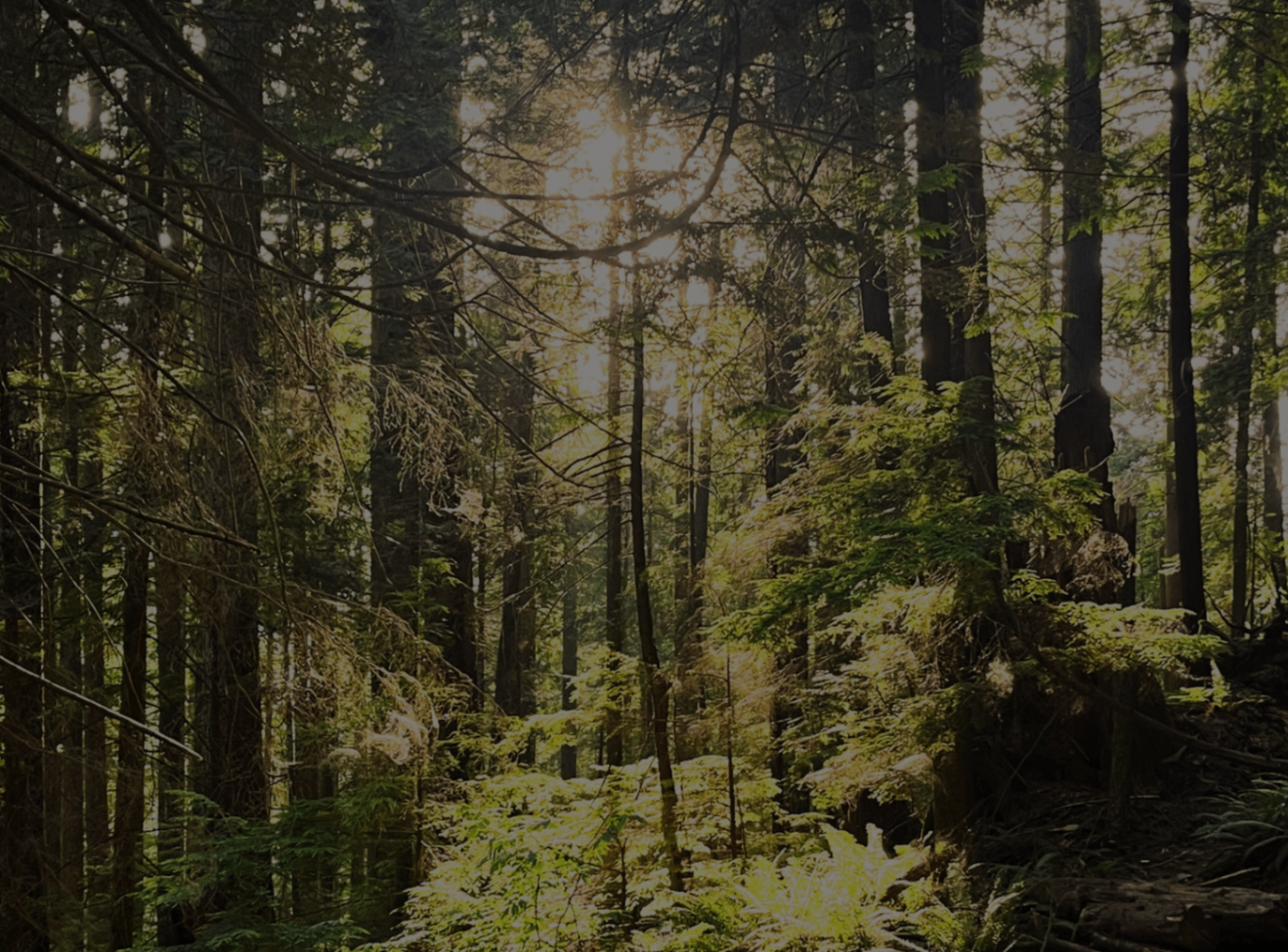 Sunlit forest