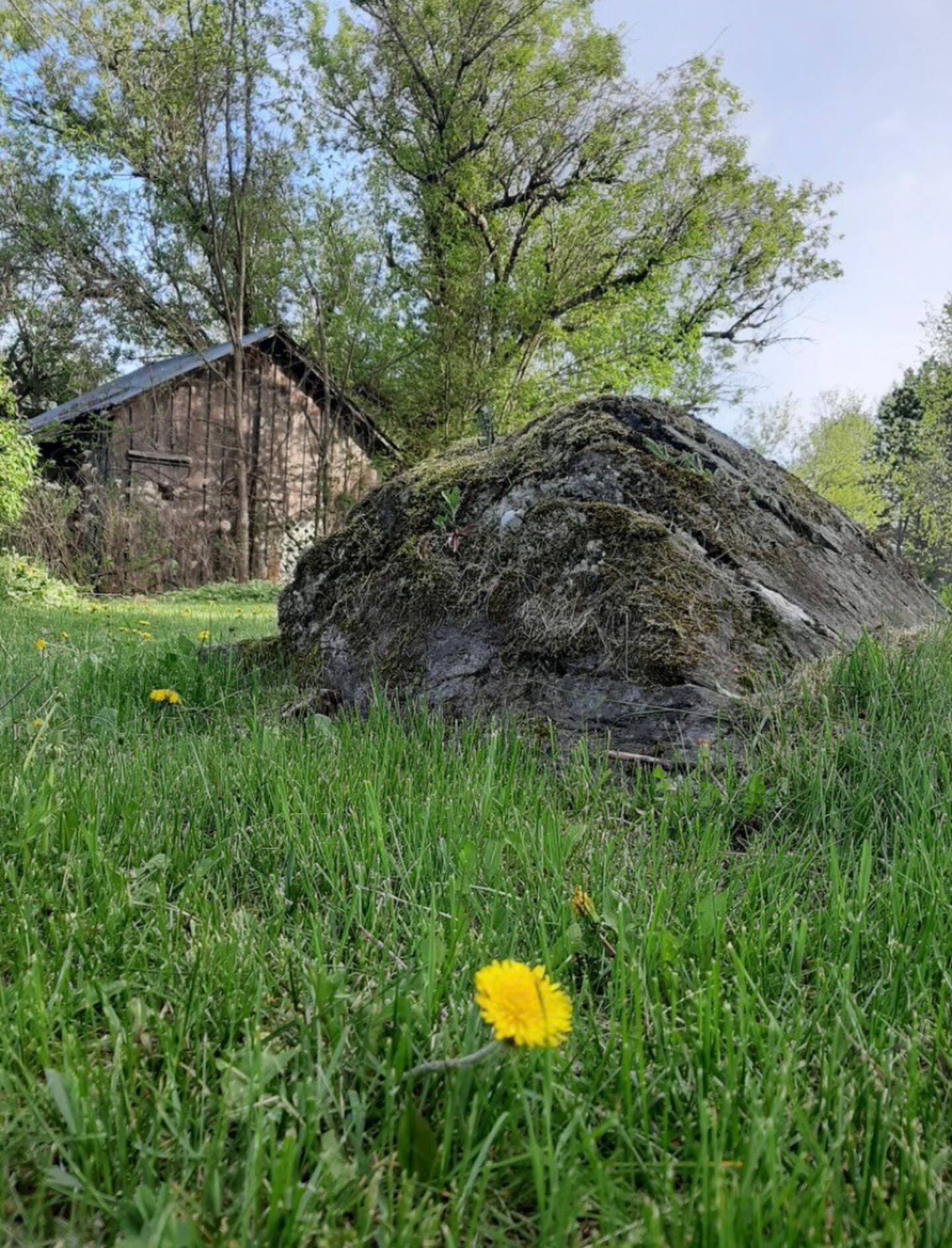 Mossy boulder beside the barn