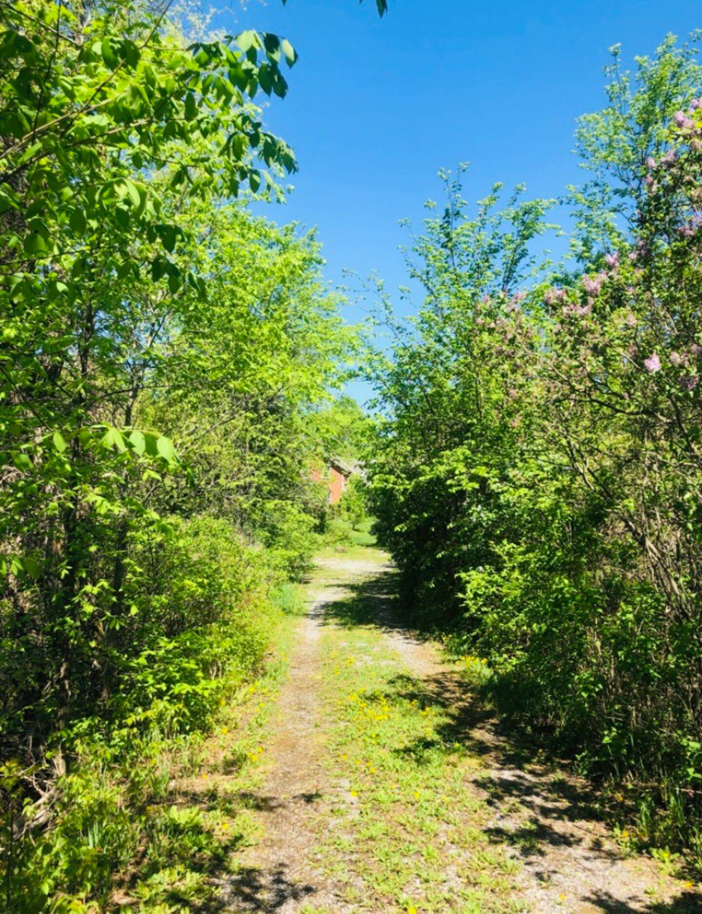 Sunlit forest path on the land
