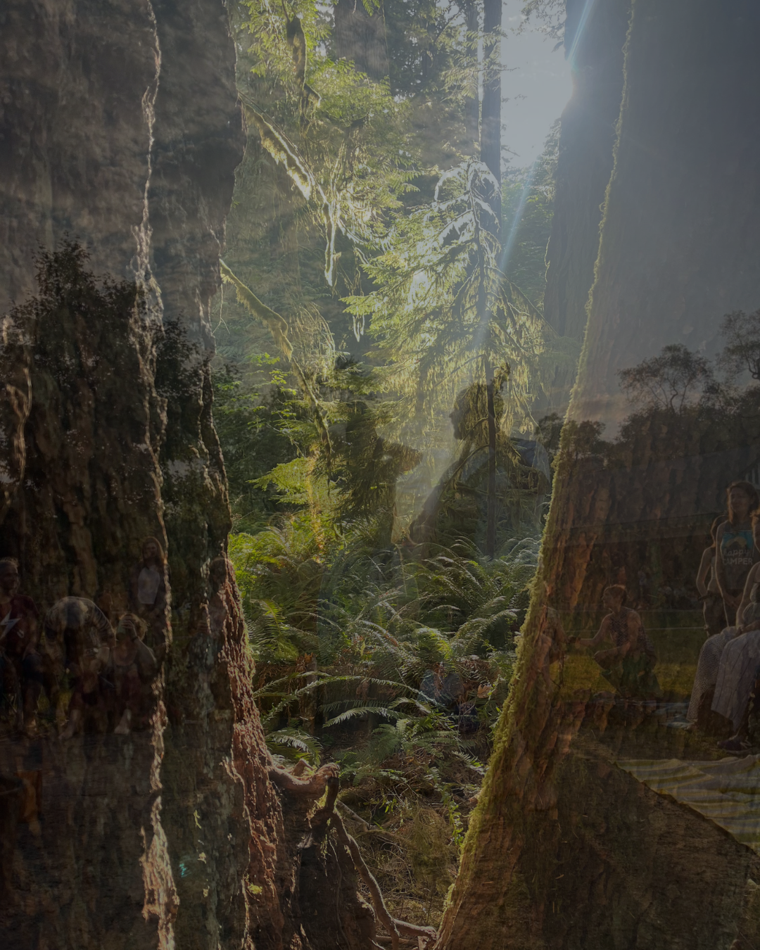 Sunlit forest with people gathered to sing